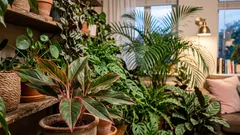 Ei myrkkyjä: 7 huonekasvia, jotka puhdistavat sisäilmaa luonnollisesti