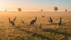Miksi 95 % Australiasta on autiota: rannikko vastaan sisämaa