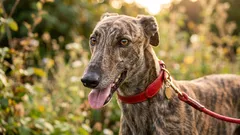 Hiljaiset ystävät: 7 koirarotua, jotka haukkuvat vähiten