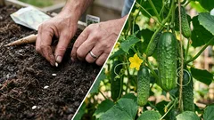 Kurkun siemenet itävät nopeasti ja kasvavat vahvoiksi: mihin ne kannattaa liottaa ennen istutusta