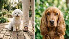 8 hellää koirarotua: aina rinnallasi, aina valmiina halailuun