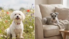 Vähäkarvaiset ja vähähajuiset koirat: 7 rotua ja rutiinit, joilla koti pysyy raikkaana