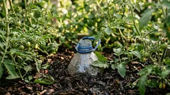 Hautasin kasvihuoneeseen 20 viiden litran pulloa – tomaatit kasvavat kukoistavasti, juuret ovat kolme kertaa pidemmät